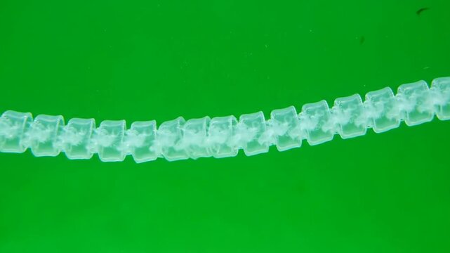 Transparent Salp Chain Drifting Horizontally In Clear Water With Vivid Green Background Highlighting Marine Life And Biodiversity