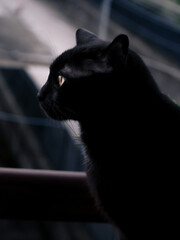 Side Profile Portrait of Black Cat Looking Out Window  © John_Mirrorless
