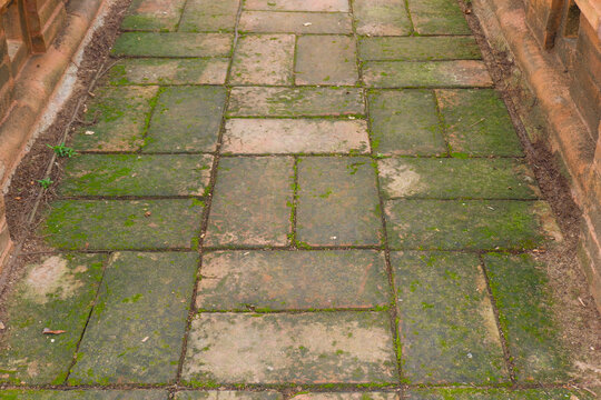 Red brick paving stones covered in natural green moss,Moss in forest and tree organic growth in a damp environment,showcasing natural texture background.