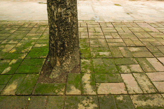 Red brick paving stones covered in natural green moss,Moss in forest and tree organic growth in a damp environment,showcasing natural texture background.	