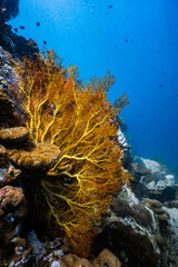 Large vibrant yellow sea fan coral growing on a reef in blue ocean. © PIPE DIVE UNDERWATER