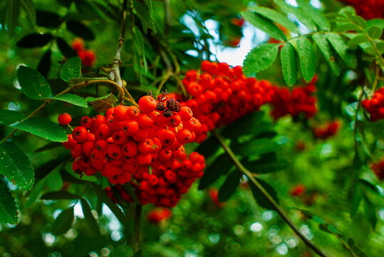 Holme Fen, Cambridgeshire, England, UK - August 06 2026: Holme Fen Forest Nature Reserve - Rowan Tree Red Berries Close-Up