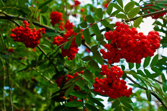 Holme Fen, Cambridgeshire, England, UK - August 06 2026: Holme Fen Forest Nature Reserve - Rowan Tree Clusters of Red Berries on Branch