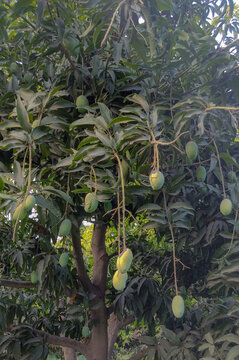 View of a mango tree with ripening fruit hanging from branches in an orchard in Jahanian, Punjab, Pakistan.