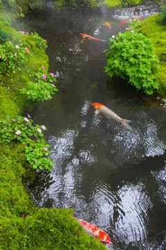Colorful fancy carp fish (koi fish) in a garden pond in Japan,nishikigoi or orange carp.