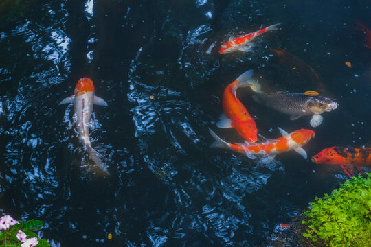 Colorful fancy carp fish (koi fish) in a garden pond in Japan,nishikigoi or orange carp.