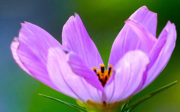 Big purple cosmos flower with open petals and pollen in the garden green background, close macro details