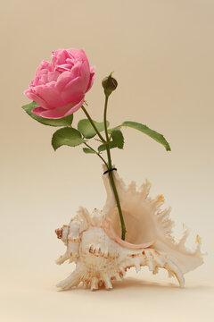 Still life with a rose flower in seashell. Close-up with maximum depth of field on a light background.