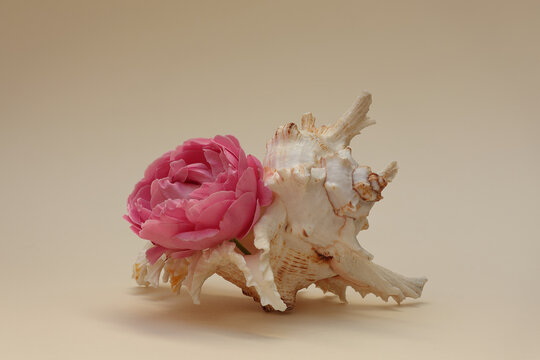 Still life with a rose flower in seashell. Close-up with maximum depth of field on a light background.