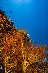 Large vibrant yellow sea fan coral growing on a reef in blue ocean. © PIPE DIVE UNDERWATER