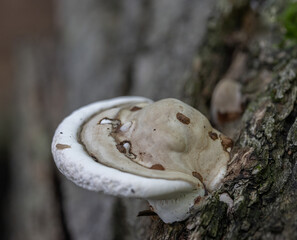 Closeup of Artist's Conk fungus on a mossy tree trunk in Algonquin Park Ontario © kburgess