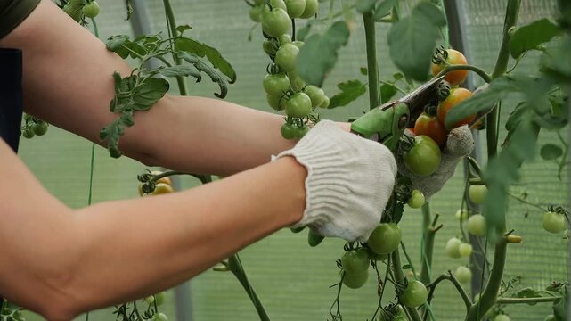 Farmer cutting ripe tomatoes from plants during harvest in a greenhouse. Close-up of greenhouse farming, fresh produce and vegetable cultivation.