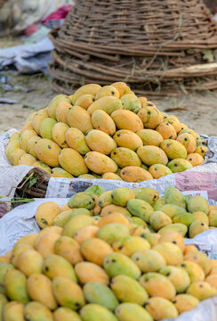 View of a large pile of fresh yellow and green mangoes displayed in woven baskets on newspaper in a local market in Jahanian, Punjab, Pakistan.