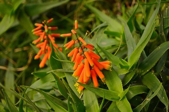Climbing Aloe, or Aloiampelos ciliaris orange flowers