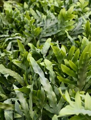 A close-up view of bright green fern leaves filling the frame © Isa