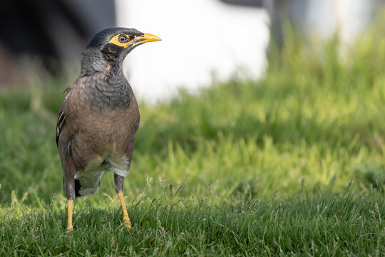 Common Myna Bird Standing on Green Grass
