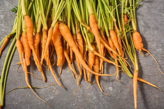 raw baby carrots with green tops on gray textured surface, fresh root vegetables with stems, taken from above in close-up view with copy space, healthy organic farming