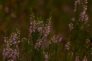 Obraz premium Close View of Heather Flowers in Nordic Woodland