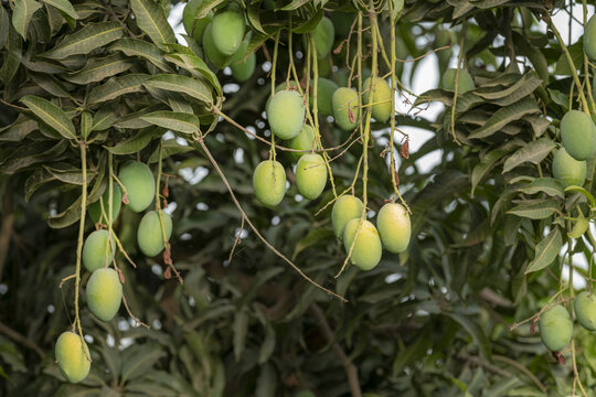 View of green mangoes hanging from the branches of a lush tree in an orchard in Jahanian, Punjab, Pakistan.