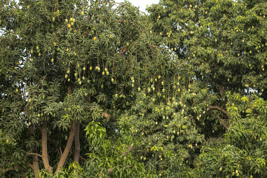 View of a lush mango orchard with dense green foliage and numerous ripening mangoes hanging from the branches in Jahanian, Punjab, Pakistan.