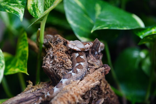 Portrait of a sand viper (Vipera ammodytes), a macro shot of its head and body in its natural habitat. The snake is found in the Balkan countries and Turkey.