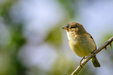 Obraz premium Common chiffchaff bird Phylloscopus collybita