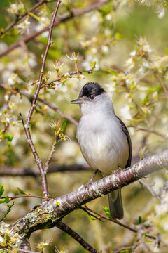 Closeup of a Eurasian blackcap bird, Sylvia atricapilla, perching on a branch, singing.