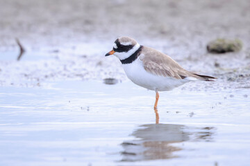 Obraz premium Common Ringed Plover Charadrius hiaticula waterfowl bird foraging