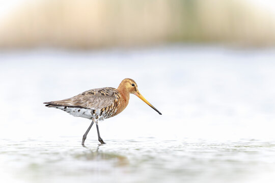 A black-tailed godwit, Limosa Limosa, wader bird foraging in water.
