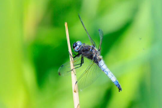 Scarce chaser blue colored male, Libellula fulva, resting on vegetation