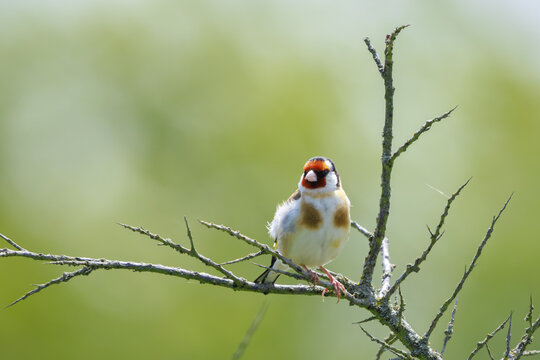 European goldfinch bird, Carduelis carduelis, perched in a tree