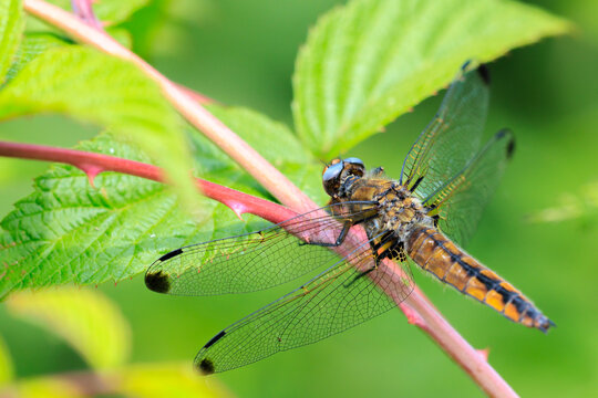 Scarce chaser, Libellula fulva, resting on vegetation