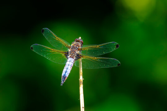 Scarce chaser, Libellula fulva, resting on vegetation