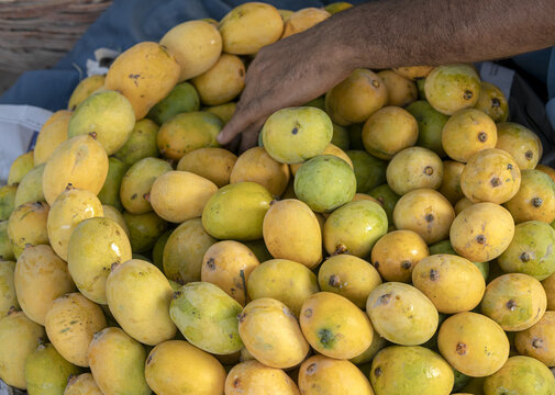 View of a hand sorting a large pile of fresh yellow and green mangoes in Jahanian, Punjab, Pakistan.