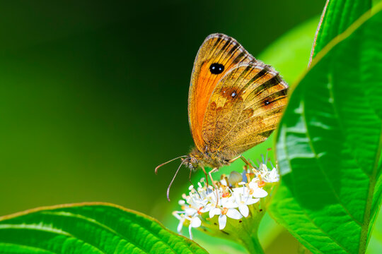 Gatekeeper butterfly, Pyronia tithonus, resting