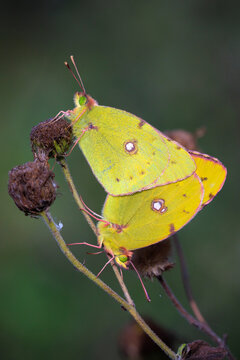 Clouded yellow butterfly, Colias croceus, mating