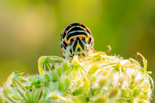 Caterpillar of a Old World swallowtail also common yellow swallowtail butterfly, Papilio machaon, feeding