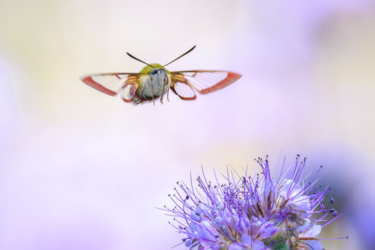 Broad-bordered bee hawk-moth Hemaris fuciformis, feeding on purple flowers