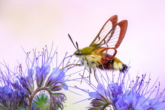 Broad-bordered bee hawk-moth Hemaris fuciformis, feeding on purple flowers