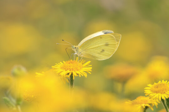 Small white butterfly Pieris rapae
