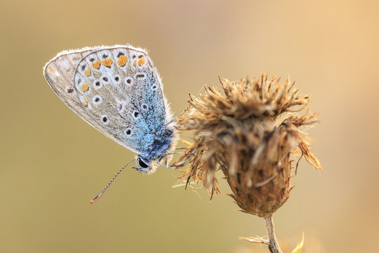 Common Blue butterfly, Polyommatus icarus, resting closeup