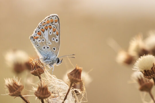  Brown Argus butterfly, Aricia agestis, resting