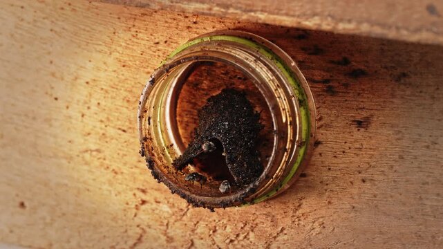 Close up view of a stingless bee colony inside a transparent glass observation hive, showing natural nest structures and the fascinating process of sustainable bee farming.