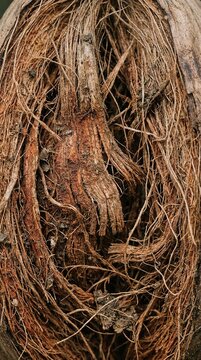 Coconut husk fibers curl tightly around the fruit's base