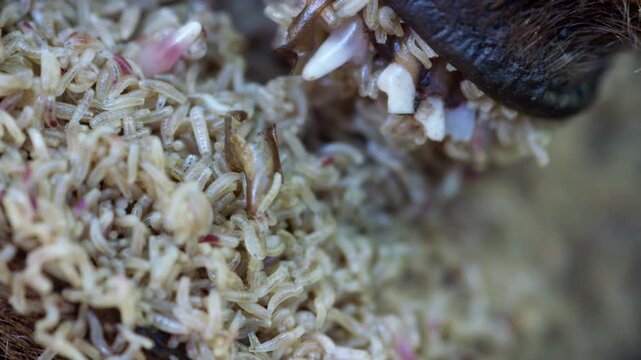 Decomposition of a dead animal in nature. Fly larvae Badger's mouth. Close-up of a scorpion's claws no visible action static subject, in unk