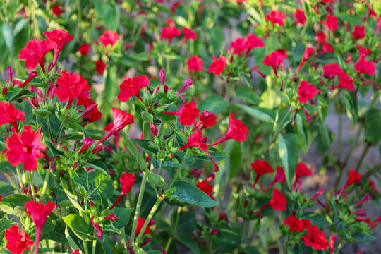 Vibrant red mirabilis flowers bloom abundantly on green bushes in a summer garden bed. Ornamental flowering plants decorate the backyard, creating a picturesque natural landscape under gentle sunlight