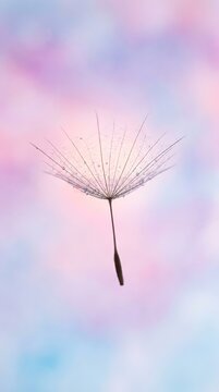 Soft pastel sky glows behind delicate dandelion seed head