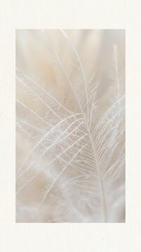 Soft feathers glow in gentle, diffused light