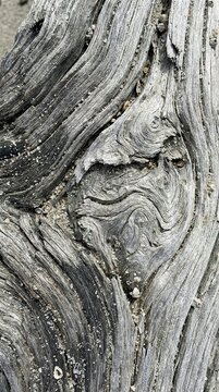 Weathered wood shows deep, twisting grooves