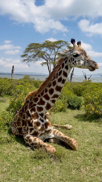 View of a giraffe resting in a grassy field with yellow wildflowers near the shores of Lake Naivasha, featuring an acacia tree under a blue sky in Naivasha, Nakuru County, Kenya.